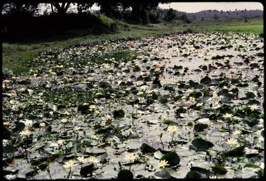 Waterlilies, Fiji, 1971