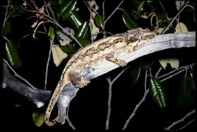 Rhacodactylus auriculatus