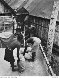 LUNGGA, GUADALCANAL, BRITISH SOLOMON ISLANDS PROTECTORATE. 1943-10-14. LIEUTENANT PRICE SUPERVISING THE LOADING OF BAGGED RICE FOR TRANSMISSION TO COASTWATCHER OUTPOSTS IN ENEMY OCCUPIED AREAS. ..