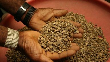 Papua New Guinea produces unique coffee