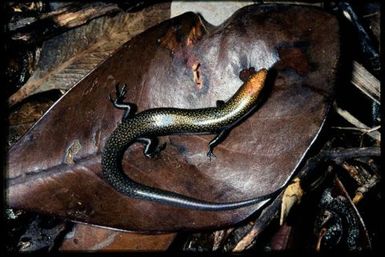 Skink sp.