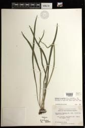 Haplopteris ensiformis