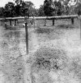 Grave of Elton Pederson, Guadalcanal, 1940s