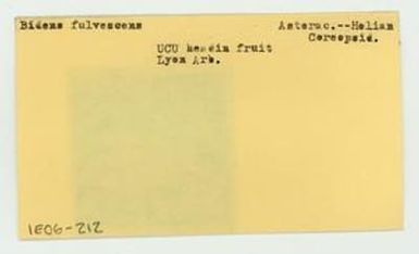 [Bidens fulvescens in Hawaii, envelope IE06-212]