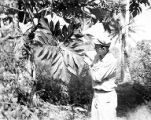 William Hagenstein displaying the foliage of a lemae-type breadfruit tree, South Pacific, approximately 1943-44