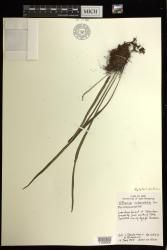 Haplopteris ensiformis