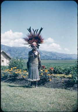 Danga Goi MBE, female laboratory assistant, in traditional finery. : Minj Station, Wahgi Valley, Papua New Guinea, 1954 / Terence and Margaret Spencer