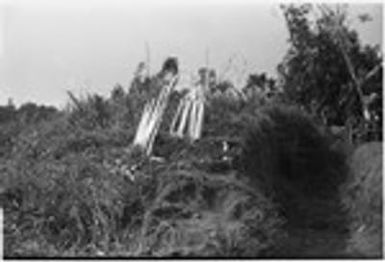 Pig festival, pig sacrifice: stakes form a ritual gate beside a newly-built trail