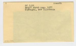 [Acanthaceae in New Caledonia, envelope IE41-152]