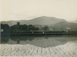 Rice field