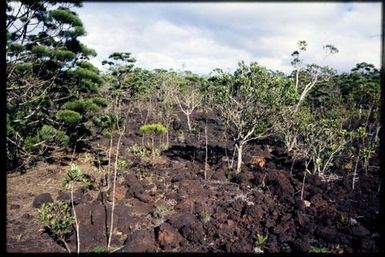 Maquis vegetation