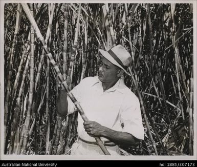 Field Officer inspecting crop