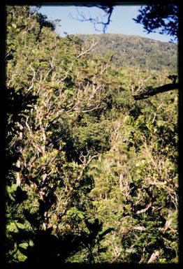 Rainforest, 1000 m
