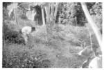 Sāmiu Tokalahi clearing his strip. Sticks in background are boundary markers of (his) strip.