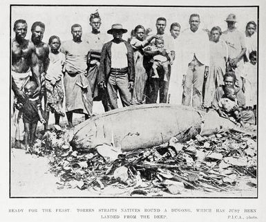 Ready for the feast: Torres Straits natives round a dugong, which has just been landed from the deep