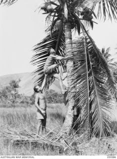 PORT MORESBY, NEW GUINEA, 1943-08-12. A DESERTED NATIVE VILLAGE OF PARI IN THE PORT MORESBY AREA