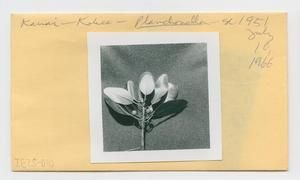 [Planchonella sandwicensis in Hawaii, envelope IE25-010]