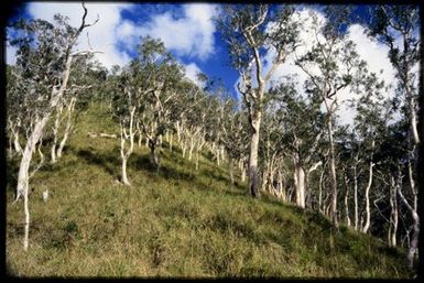 Niaouli forest