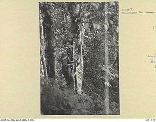 KARAWOP, AITAPE-WEWAK SECTOR, NEW GUINEA. 1945-04-29. AN UNEXPLODED SMOKE SHELL FROM A 75MM PACK HOWITZER EMBEDDED IN A TREE. PRIVATE K. M. REID, A COMPANY, 2/1 INFANTRY BATTALION IS STANDING ..