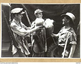 FINSCHHAFEN AREA, NEW GUINEA, 1943-10-25. TROOPS TOASTING EACH OTHER WITH COCONUTS IN LIEU OF PINT POTS. THEY ARE, LEFT TO RIGHT:- TECHNICAL CORPORAL J.M. GODFREY, 808TH UNITED STATES ENGINEERS; ..