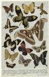 Multicolored butterflies and moths