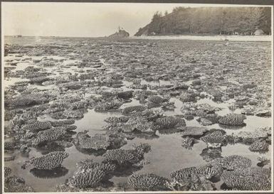 The Shore Reef, Mailu Island, [Papua New Guinea, 1]