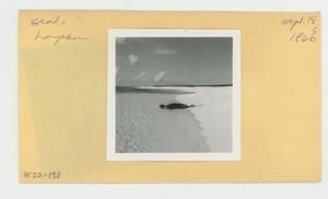 [Seal in Hawaii, envelope IE30-190]