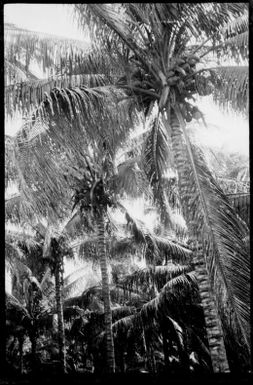 View up into coconut palms, New Guinea, ca. 1929 / Sarah Chinnery
