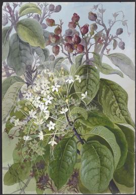 Clerodendron cunninghamii, Papua New Guinea, 1916? / Ellis Rowan