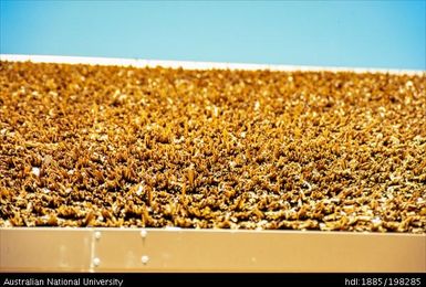 New Caledonia - straw detail