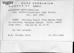 Dicranum speirophyllum var. breviflagellare