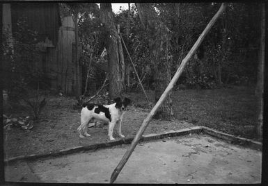 Fox terrier