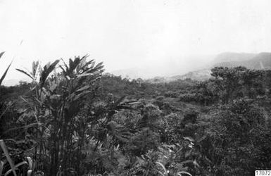 ["skog, landskap, berg, by, fotografi, photograph"]