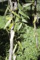 French Polynesia, vanilla bean vine growing on Moorea Island