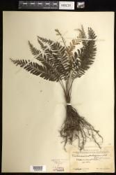 Cephalomanes atrovirens subsp. boryanum