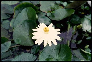 Waterlily, Fiji, 1971