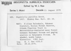 Hageniella pacifica