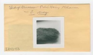 [Pele's hair in Hawaii, envelope IE43-113]