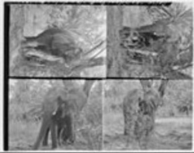 Daisy the elephant at Kapi'olani Park, Honolulu, 1928