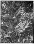 Breadfruit growing on branches, Hawaii, 1951