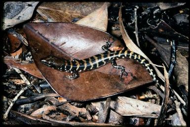 Skink sp.