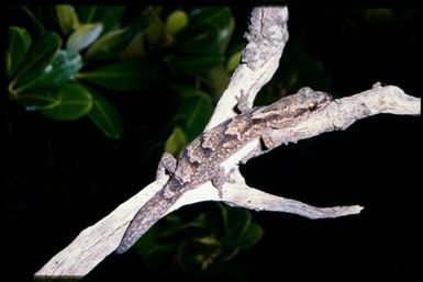Gecko sp.