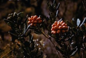 [Pittosporum pullifolium close-up at Mount Saint Mary, Papua New Guinea]