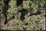 Man with branches of bush