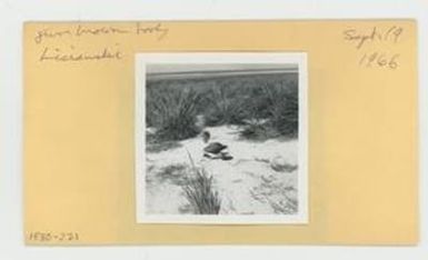[Juvenile brown booby in Hawaii, envelope IE30-221]