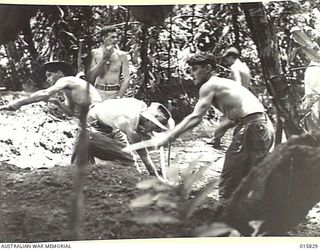 1943-09-25. NEW GUINEA. ADVANCE ON LAE. ROAD BEING MADE THROUGH THE JUNGLE FOR HEAVY ARTILLERY TO BE MOVED UP FOR THE ATTACK ON LAE