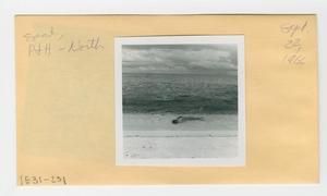 [Seal in Hawaii, envelope IE31-231]