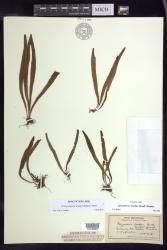 Oreogrammitis hookeri