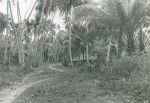 A coconut plantation, atoll of Makatea