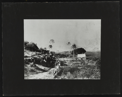 LDS Plantation in Hawaii: photographic print